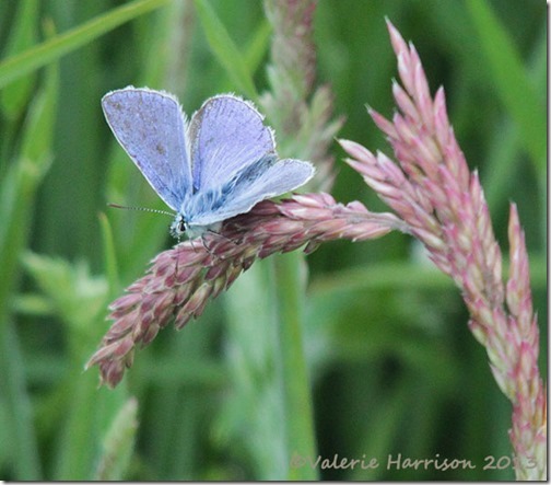 9-common-blue