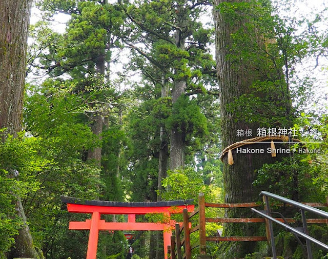 箱根神社：御神木