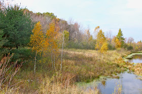 trees in the background have few leaves left