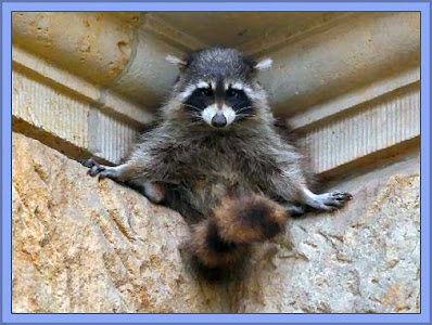 Raccoons Are Very Agile And Can Get Anywhere