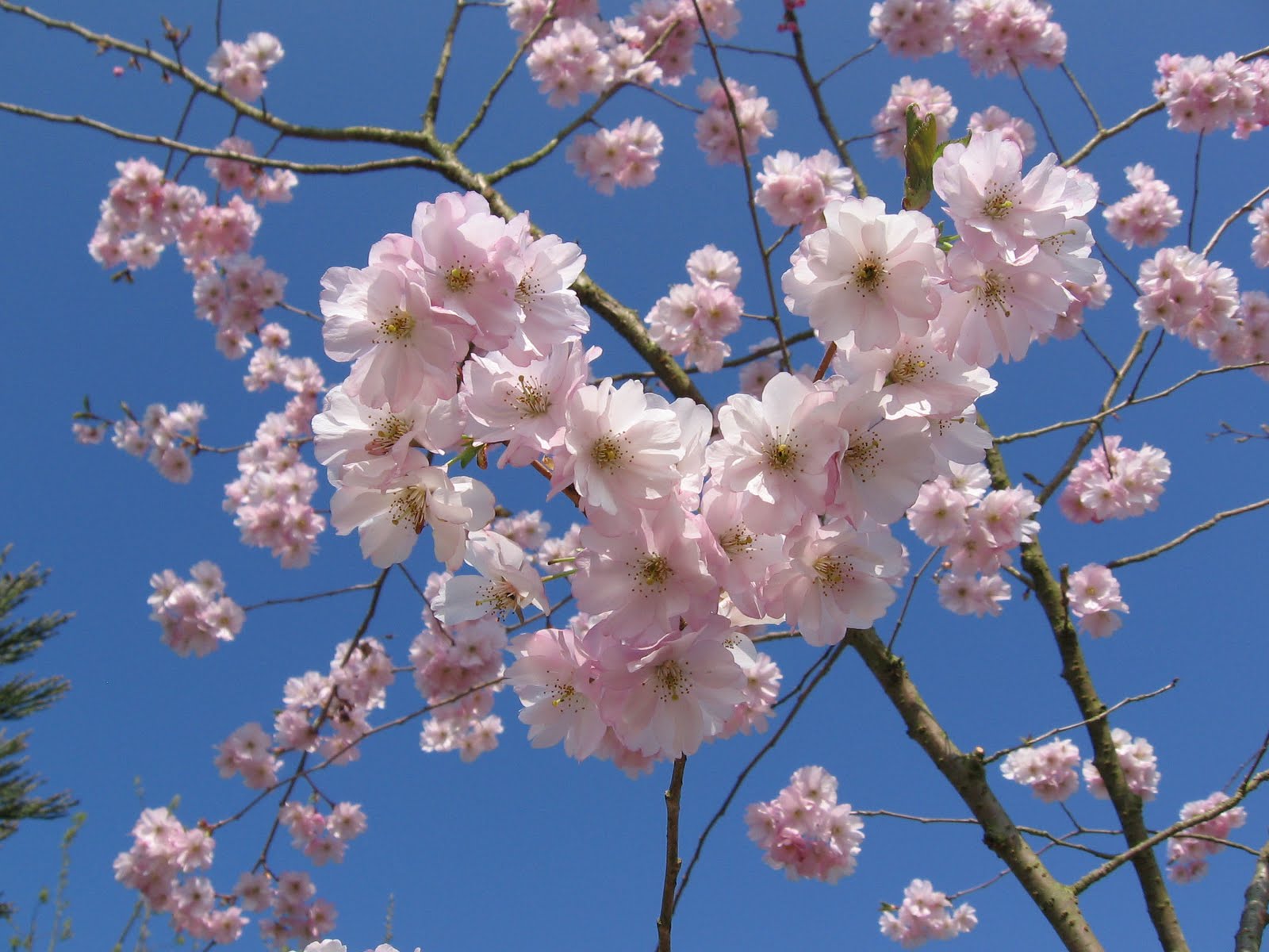 here is PRUNUS 'ACCOLADE'.