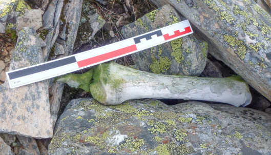 To οστό από το πόδι ενός αλόγου βρέθηκε πριν από έξι χρόνια. [Credit: Espen Finstad/Secrets of the Ice]