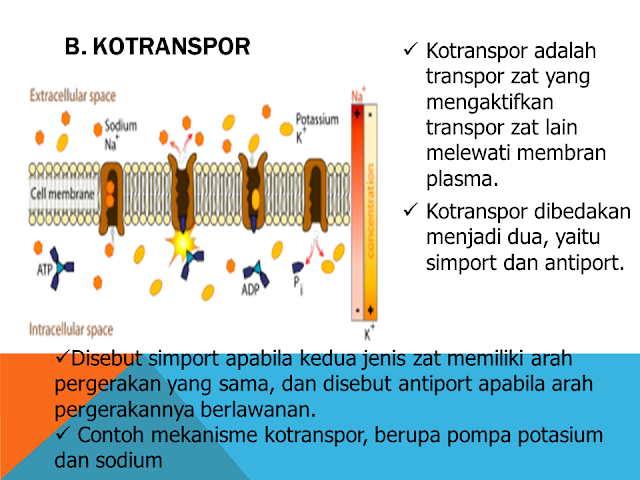 Kotranspor