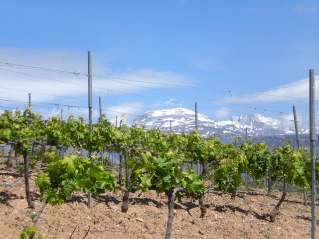 Wein aus Los Barrancos S.L. zum WeinWinter auf Langeoog