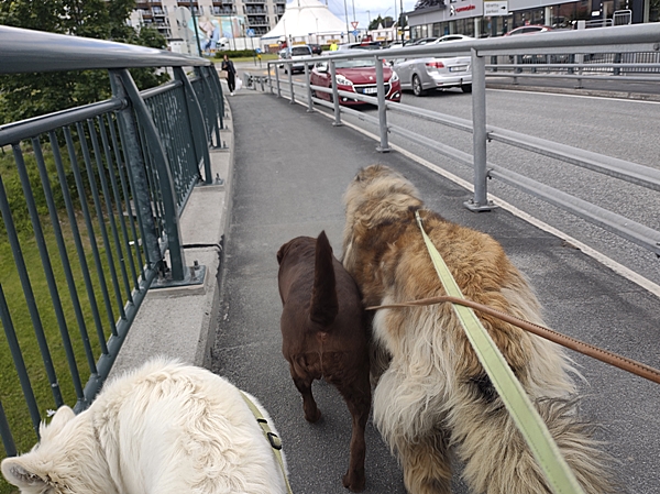 bytur hvit gjeterhund  leonberger labrador