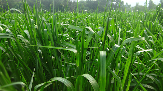 Mua hạt giống cỏ paspalum atratum ở đâu