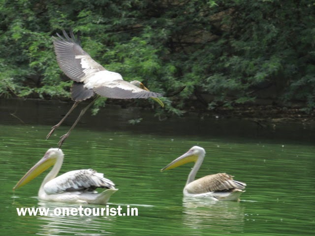 animals and birds at Delhi zoo