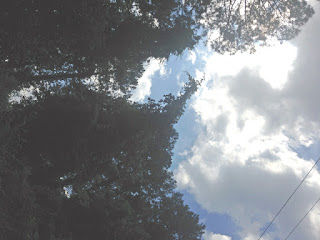 Trees and Skyline