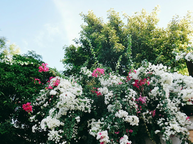 bougainvillea