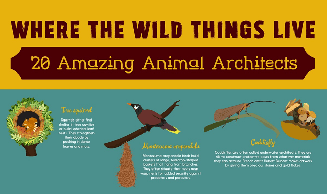 Where the Wild Things Live: 20 Amazing Animal Architects