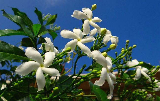 Fiori bianchi di gelsomino