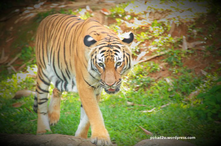 Gubuk Kecil Kembara Jalanan Harimau Malaya Jadi Jadian
