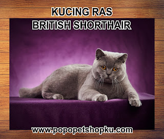 kucing british shorthair