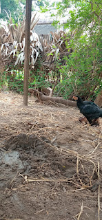Black hen wallpaper, hen background images, hen picture, hen village background