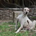 Como acabar com o piolho em cachorro? Veja as alternativas