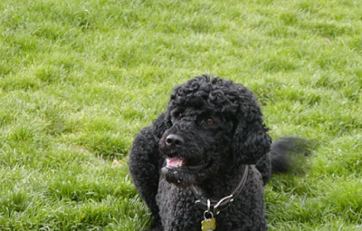 Portuguese Water Dog