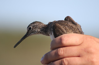 Green Sandpiper