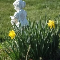 Daffodil flowers