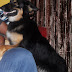 Have you seen this dog in Qurum?