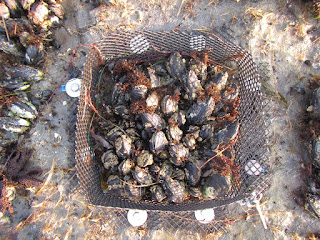 A sample cage on a plot.