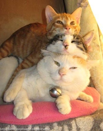Three funny cats.