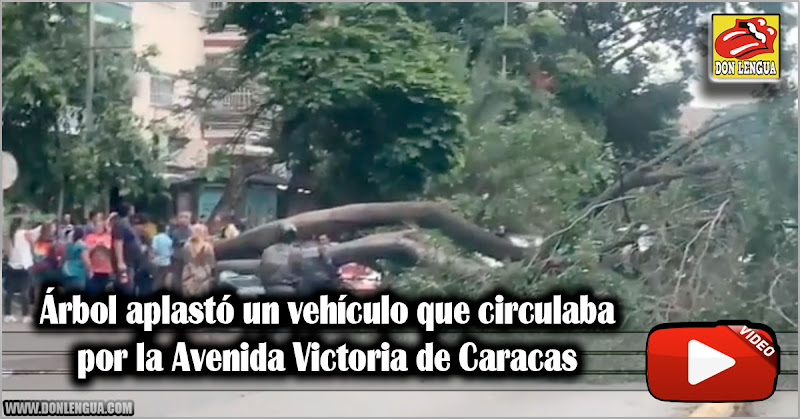 Árbol aplastó un vehículo que circulaba por la Avenida Victoria de Caracas