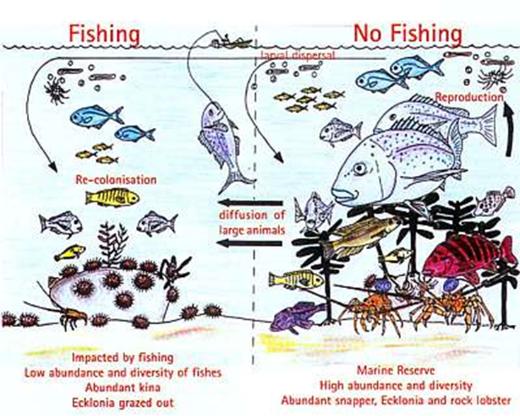 Sobrepesca y biodiversidad. La sobre-explotación de una especie clave conlleva a una degradación de la biodiversidad del ecosistema completo.