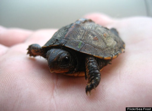 Turtles