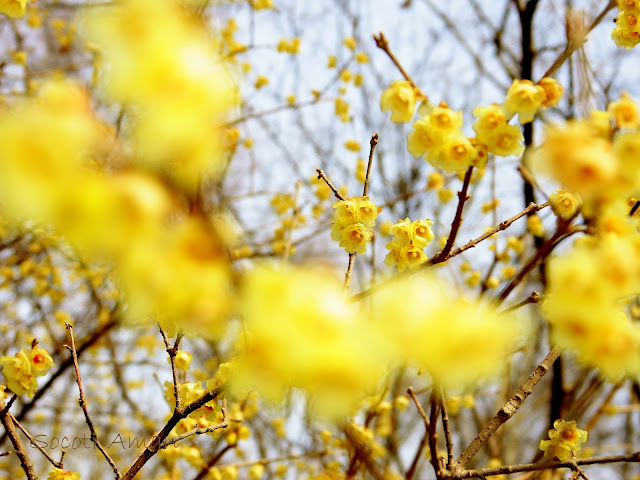 Chimonanthus praecox