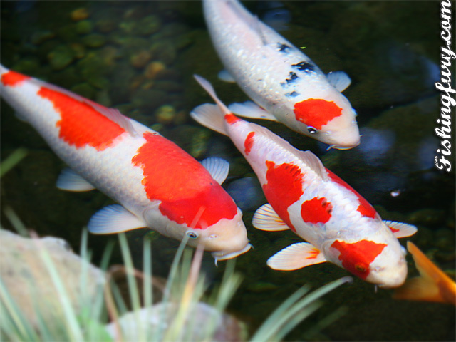 Koi Fish