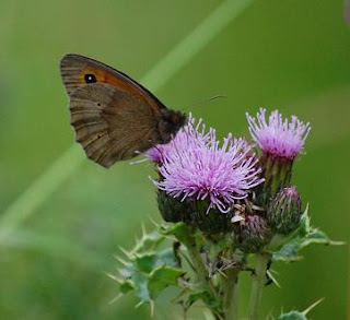 meadow brown butterfly