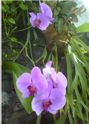 +Foto keindahan bunga anggrek ungu di taman rumah