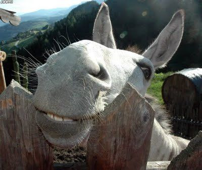 Sorriso- Fotos de animais sorrindo