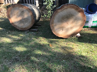 Our pin oak logs