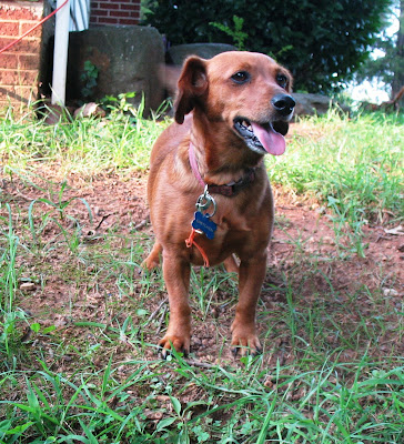 dachshund labrador mix