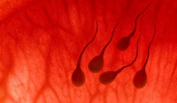 How to improve low sperm count? 7