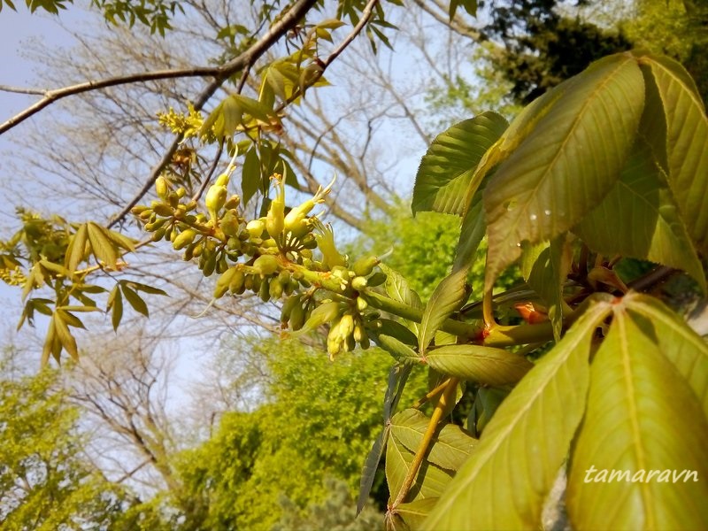 Конский каштан голый / Конский каштан гладкий (Aesculus glabra)