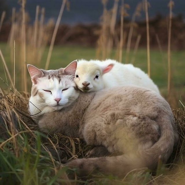 30 Unexpected But Beautiful Animal Friendships