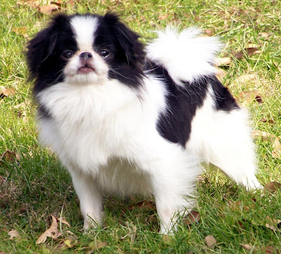 Japanese Chin Dog Picture