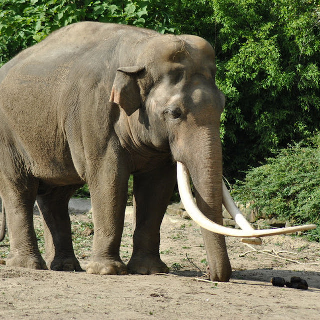  Foto  Foto  Binatang  Gambar  Gajah 