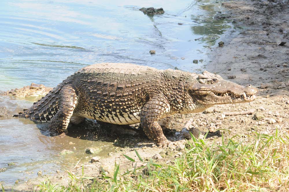 KLIPING Hewan  Vertebrata  dan Invertebrata beserta 