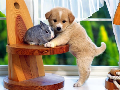 go to cute dog pictures: cute dog with rabbit