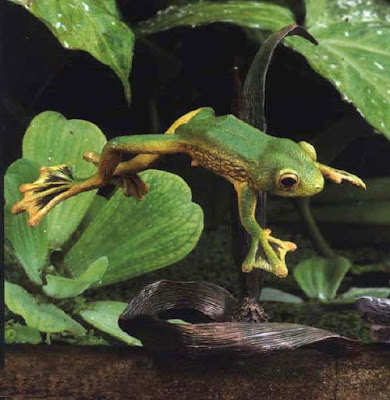 FLYING FROG