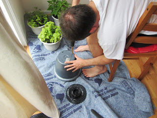 Gardening with Bobbins of Basil | bobbinsofbasil.blogspot.com