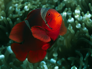 animal fish under sea water coral scenery