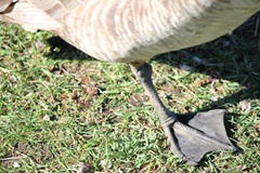 20110514 feed the birds (35) edit