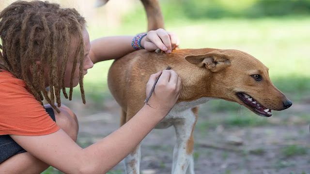 Ant Bites Dog