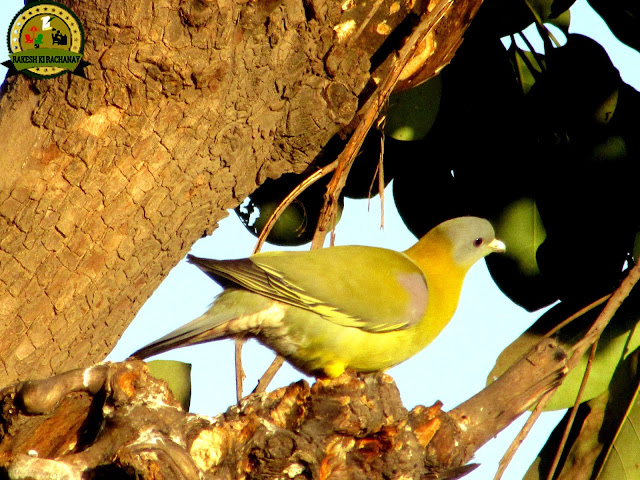 Yellow-footed green pigeon