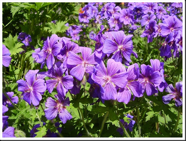 Geranium purple