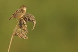 Buitrón (Cisticola juncidis) Zitting Cisticola